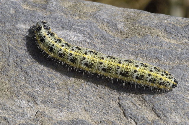 Bestand:Pieris brassicae caterpillar.jpg