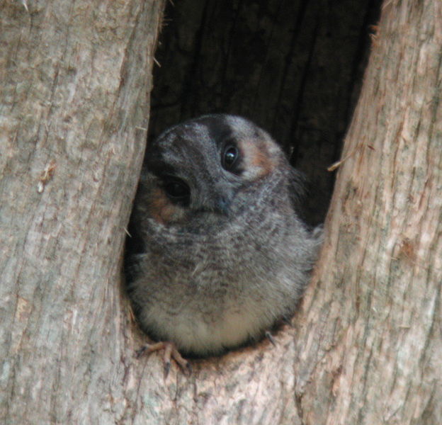 Bestand:624px-Australian Owlet-nightjar Samcem Jan03.jpg