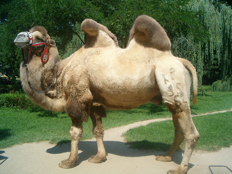 Bestand:800PX-kameel.JPG
