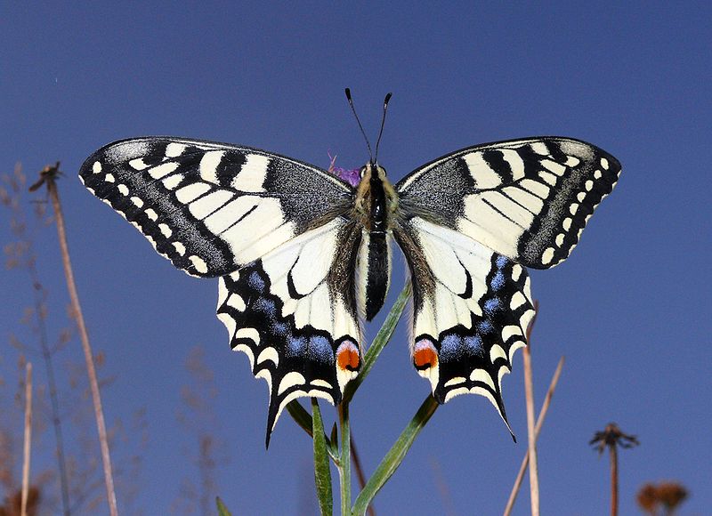 Bestand:800px-Papilio machaon 170808b.jpg