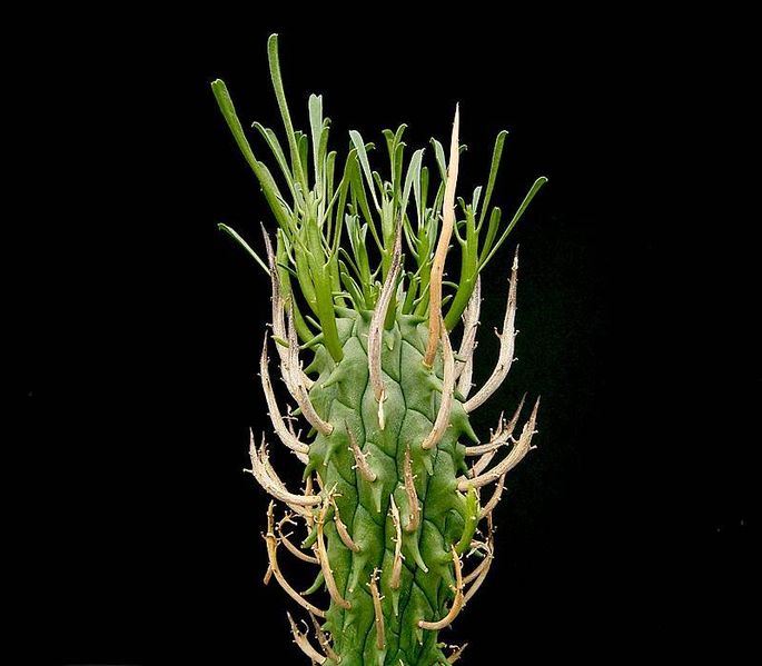 Bestand:685px-Euphorbia schoenlandii ies.jpg