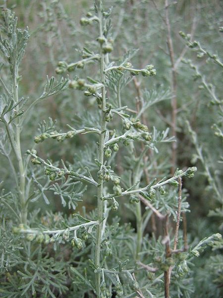 Bestand:450px-Artemisia maritima.jpg