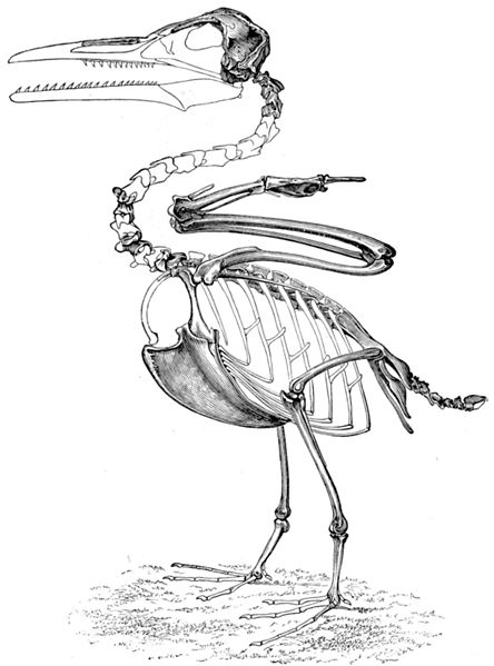 Bestand:444px-Ichthyornis skeleton.jpg