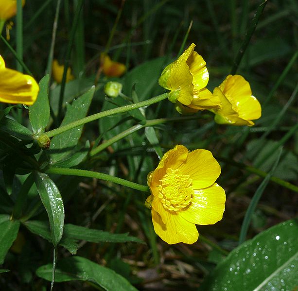 Bestand:613px-Ranunculus cassubicifolius 040508.jpg
