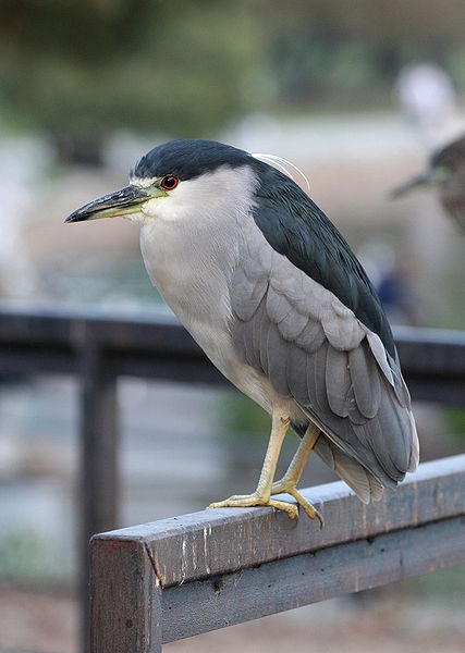 Bestand:427px-Nycticorax nycticorax12.jpg