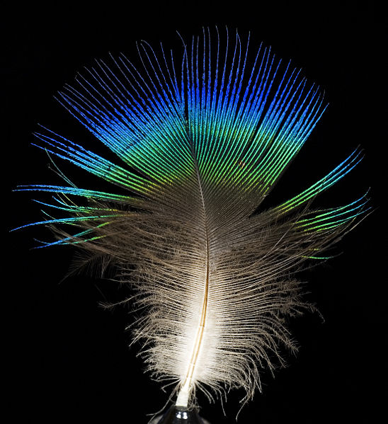 Bestand:548px-Feather of male Pavo cristatus (Indian peafowl).jpg