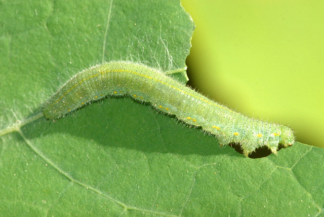 Bestand:Pieris rapae caterpillar.jpg