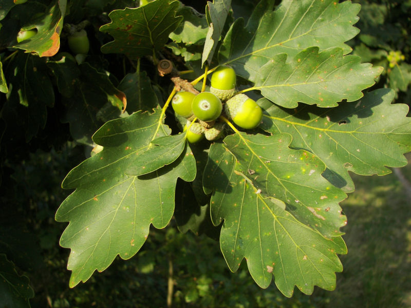 Bestand:Quercus petraea.jpg