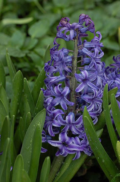 Bestand:398px-Garden Hyacinth Hyacinthus orientalis 'Blue Jacket' Flower 2000px.jpg