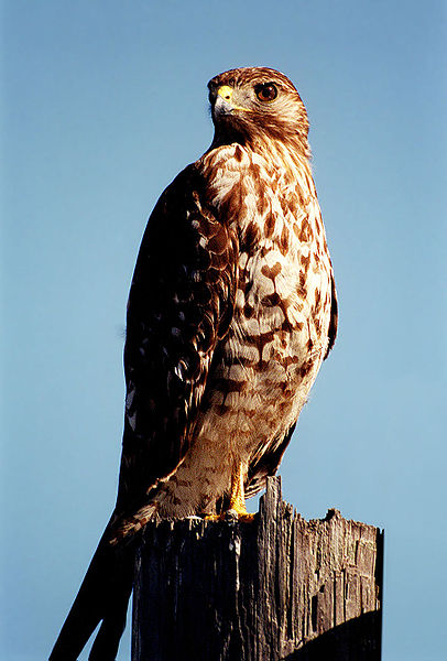 Bestand:406px-Red-shouldered Hawk.jpg