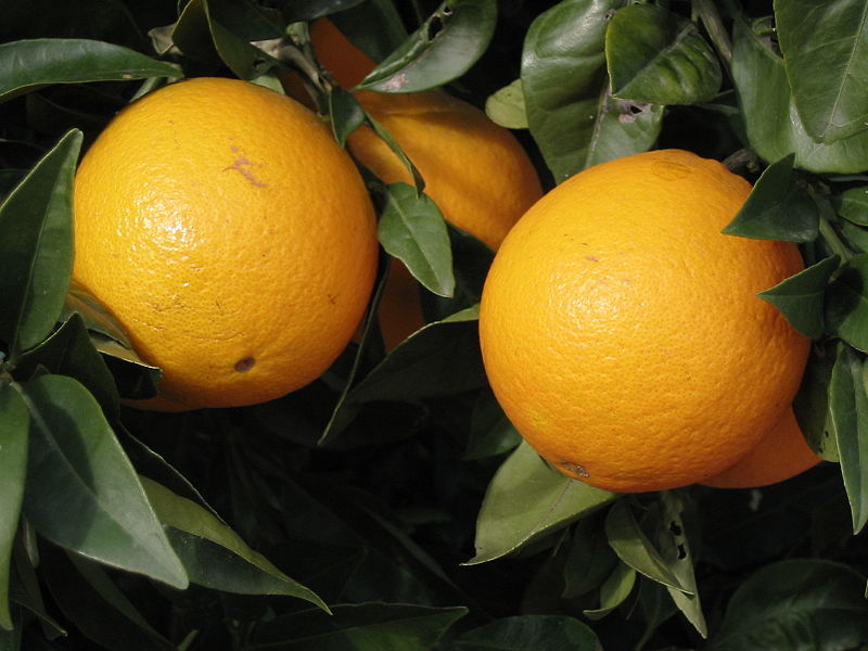 Bestand:800px-Oranges.jpg