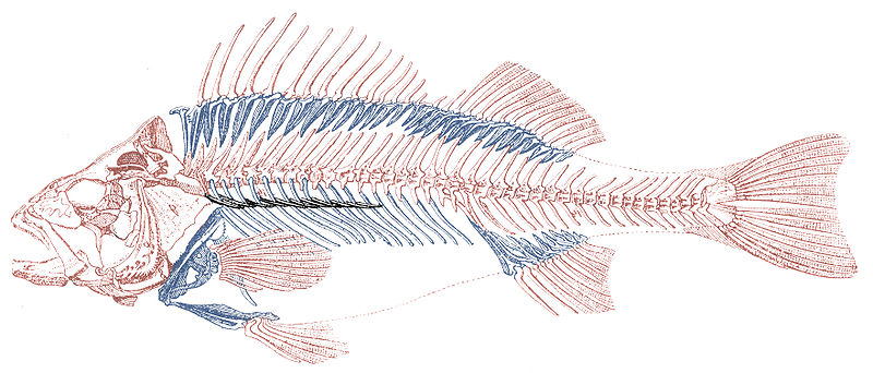 Bestand:800PX-~skelet vis.JPG