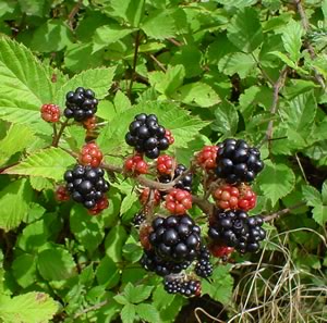 Bestand:Blackberries on bush.jpg