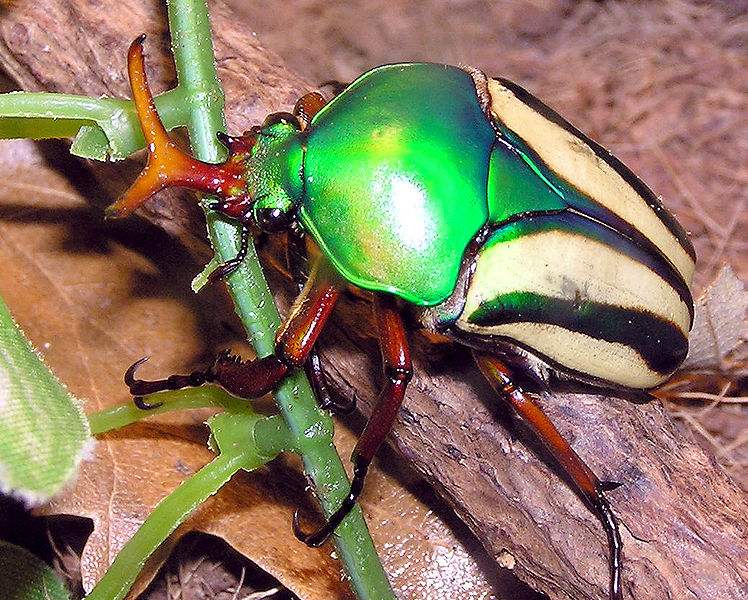 Bestand:748px-Striped love beetle arp.jpg