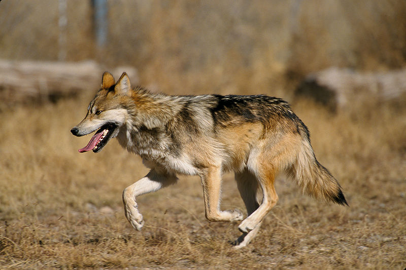 Bestand:800px-Canis lupus baileyi running.jpg