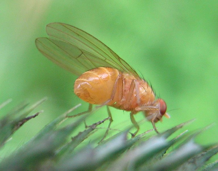 Bestand:767px-Drosophila-melanogaster-Nauener-Stadtwald-03-VII-2007-12.jpg