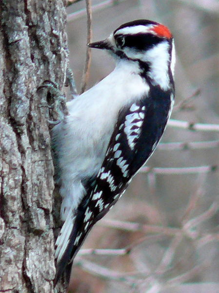 Bestand:449px-Downy Woodpecker-Male.jpg