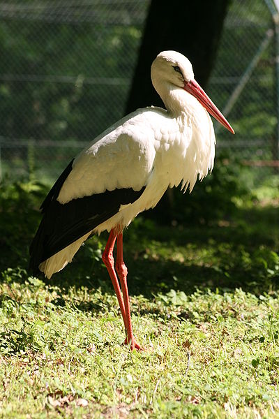 Bestand:400px-White Stork in Wiesbaden Fasanerie 7.jpg