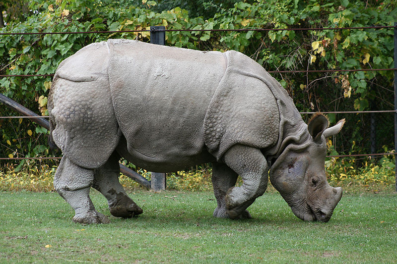 Bestand:800px-Indian Rhino (Rhinoceros unicornis)1 - Relic38.jpg
