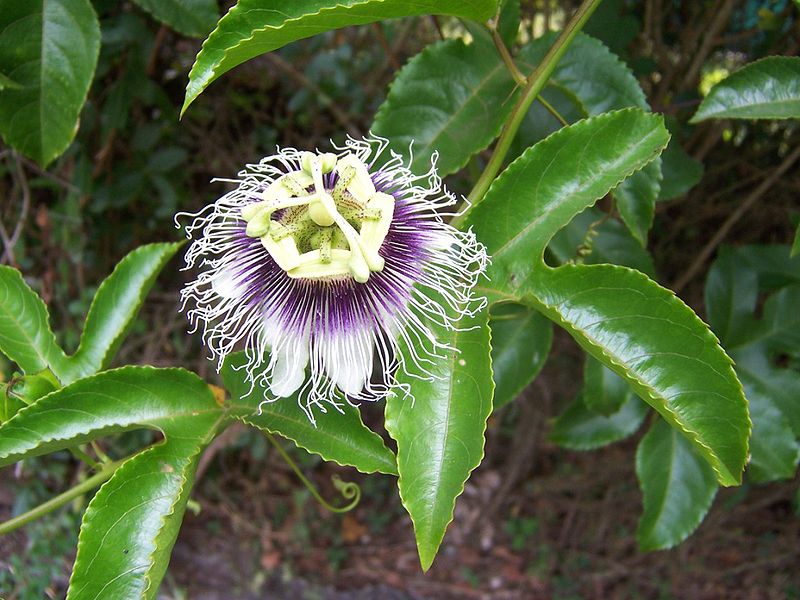 Bestand:800px-Passiflora edulis.jpg