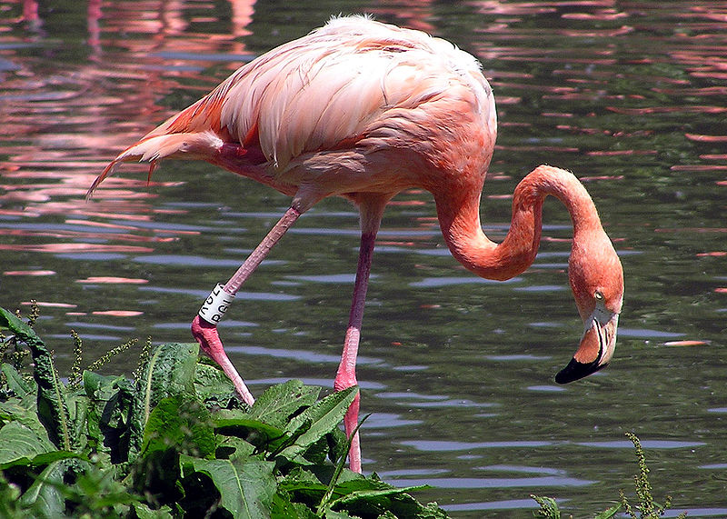 Bestand:800px-Caribbean Flamingo.jpg