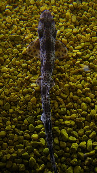 Bestand:337px-Scyliorhinus canicula 001 - Aquarium Finisterrae.jpg