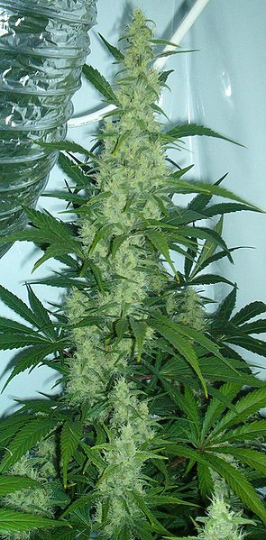 Bestand:295px-Cannabis flowering.jpg