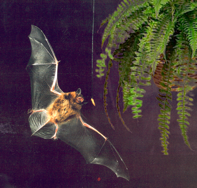 Bestand:630px-Bat flying at night.png