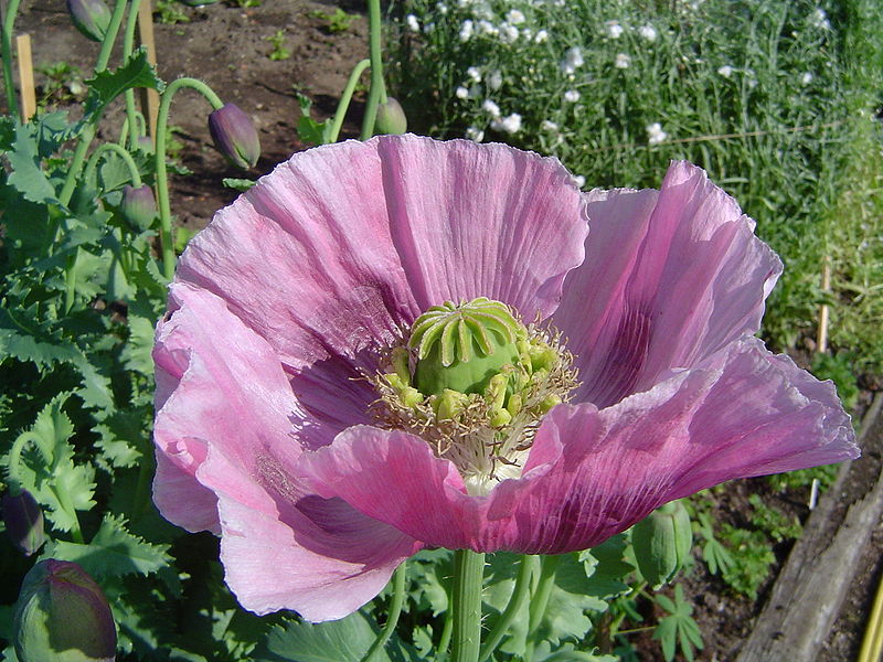 Bestand:800px-Opium poppy.jpg