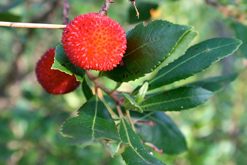 Bestand:800px-Strawberry Tree fruit 2.jpg