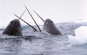 Narwals (Monodon monoceros), arctische tandwalvissen.