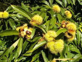 Bladeren en vruchten van een tamme kastanje (Castanea sativa).
