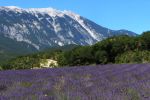 Miniatuur voor Bestand:Lavender field and Mont Ventoux.jpg