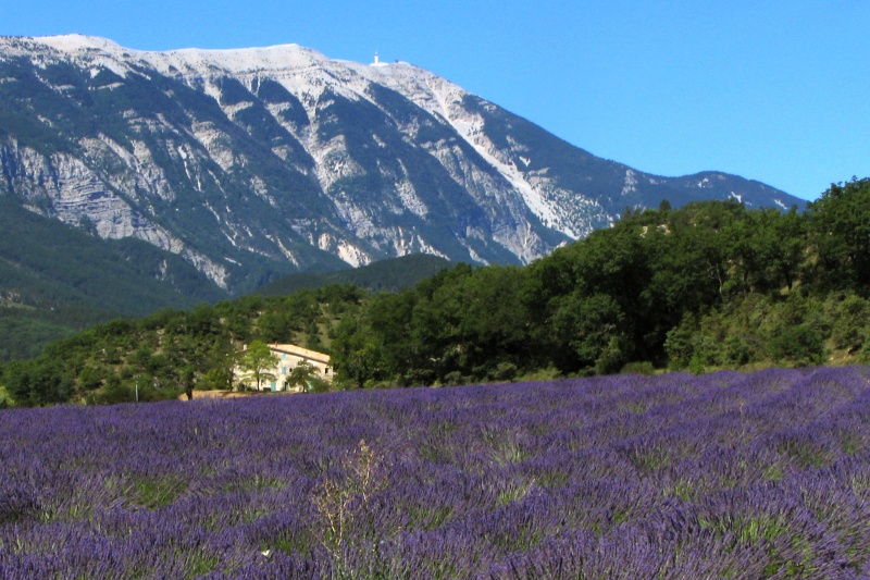 Bestand:Lavender field and Mont Ventoux.jpg