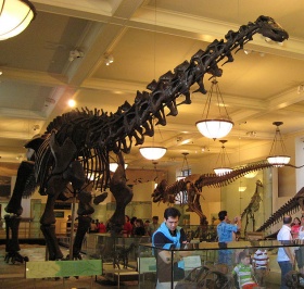 Het skelet van een apatosaurus.