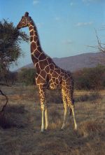 Miniatuur voor Bestand:406px-1993 147-3A Samburu reticulated giraffe.jpg