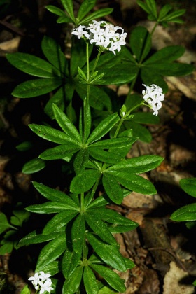 Lievevrouwebedstro (Galium odoratum).