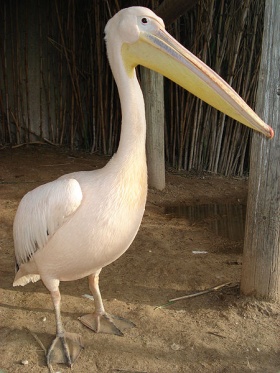 Witte pelikaan (Pelecanus erythrorhynchos)