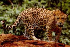 Een jaguar (Panthera onca).
