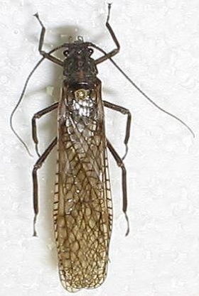 Steenvlieg (Plecoptera) (Pteronarcyidea)