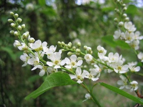 De bloemen van de 'gewone vogelkers' (Prunus padus)