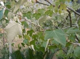 Witte abeel (Populus alba) met de kenmerkende 'witte' (alba) onderkanten van de bladeren en gedeelten van de stengels.