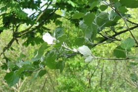De bladeren (met witte onderkanten) van een witte abeel (Populus alba).