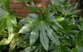De bladeren van een vingerplant (Fatsia japonica).