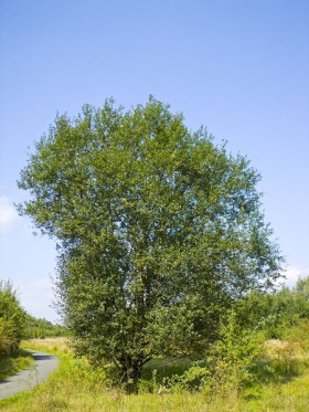 Een boswilg (Salix caprea).