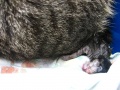 Miniatuur voor Bestand:800px-Cat birth 4.jpg