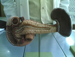 Een model van de alvleesklier (pancreas) en gerelateerde structuren.