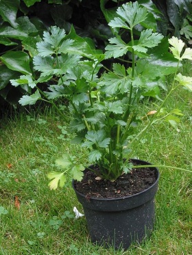 Een jonge plant bleekselderij (Apium graveolens var. dulce)
