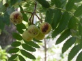 Miniatuur voor Bestand:800px-Sorbus-domestica-2.jpg
