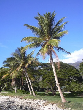 Kokospalmen (Cocos nucifera) op Hawaï.